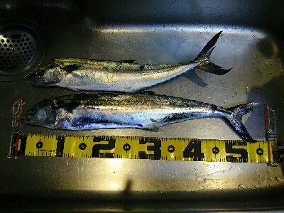 サゴシ釣れてます。