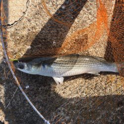 デイキビレとナイトシーバス