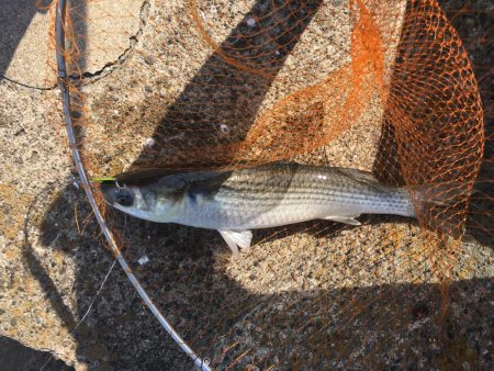 デイキビレとナイトシーバス