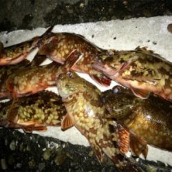 うまいの釣れた