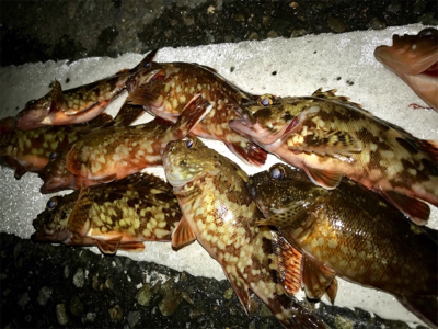 うまいの釣れた