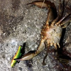 まさかの釣果（笑）