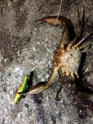 まさかの釣果（笑）