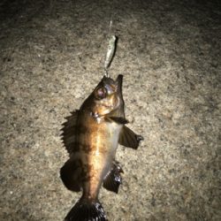 やっぱり面白いメバリング！