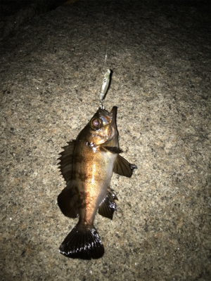 やっぱり面白いメバリング！