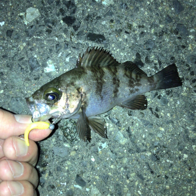 激シブの翌日はまぁまぁ