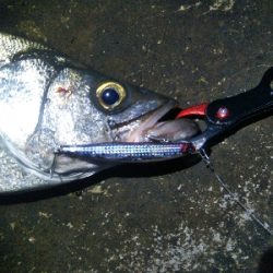 地磯で、どデカいヒラスズキ