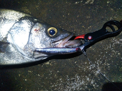 地磯で、どデカいヒラスズキ