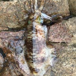 アオリイカ出撃