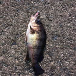 アーミーベイト赤ラメ。