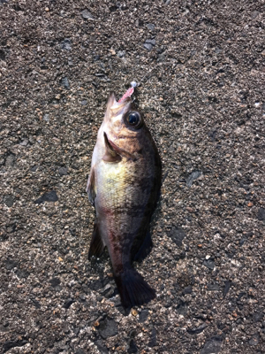 アーミーベイト赤ラメ。