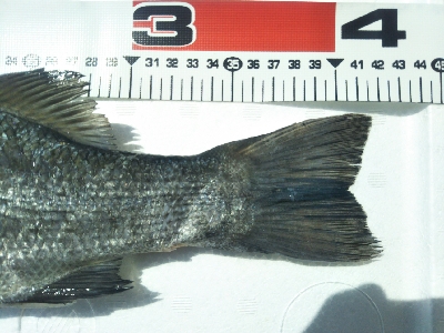 地磯でヒラスズキ