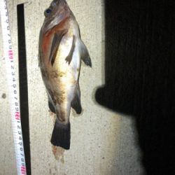 メバル デカ‼️