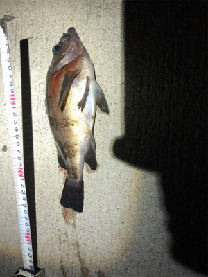 メバル デカ‼️