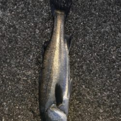 シーズン開幕か