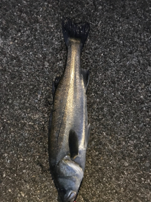 シーズン開幕か