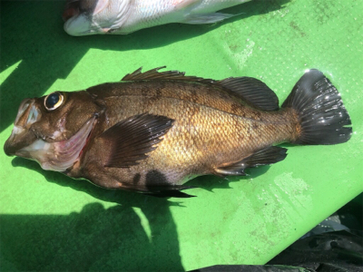 第14回九十九里魚協春の沖釣り大会