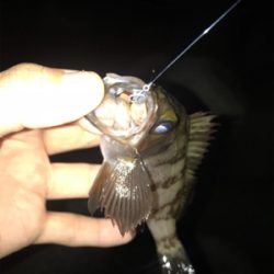 ちょこっとメバリングへ