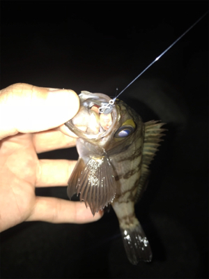 ちょこっとメバリングへ