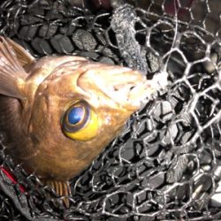 久々の泉南釣行