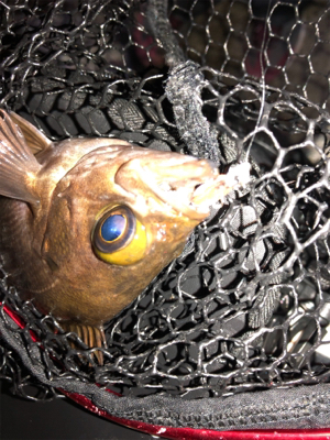 久々の泉南釣行