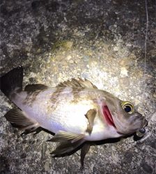 メバルが釣れません