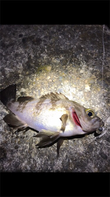 メバルが釣れません