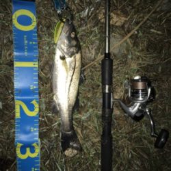 今期 初シーバス