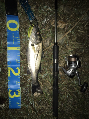 今期 初シーバス