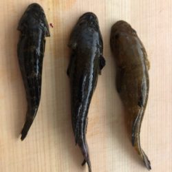 子連れフィッシング