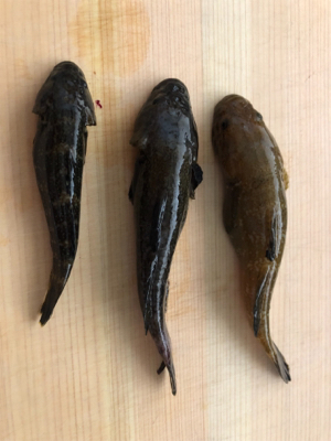 子連れフィッシング