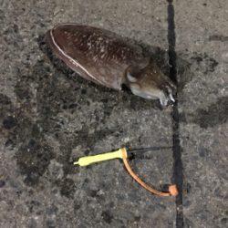 コウイカ釣行