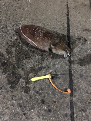 コウイカ釣行
