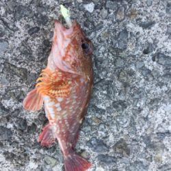 メバリング&ショア