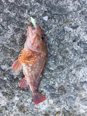 メバリング&ショア