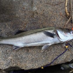 ナイスファイト！