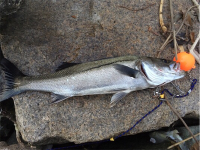 ナイスファイト！