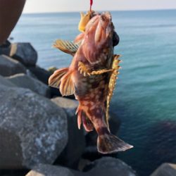 フラッと穴釣り、カサゴ狙い