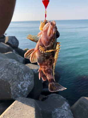 フラッと穴釣り、カサゴ狙い