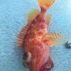 レンタルボート タイラバ