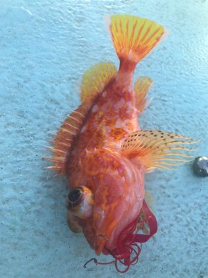 レンタルボート タイラバ