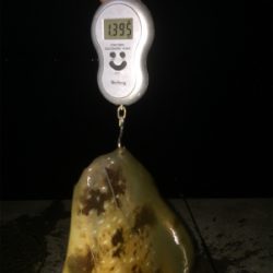 串本春エギング