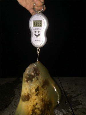 串本春エギング