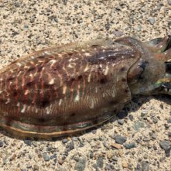 たーのしー(●￣ω￣●)ﾉ