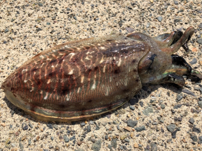 たーのしー(●￣ω￣●)ﾉ