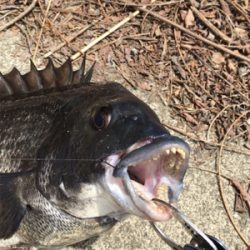 ランガンしたけど、、。