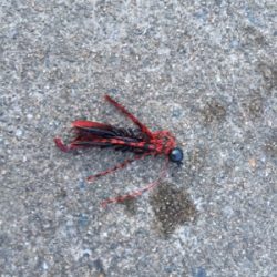 久しぶりのチニング