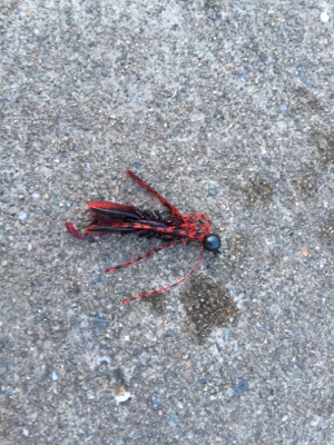 久しぶりのチニング