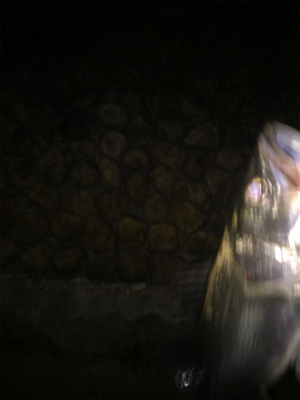 石津川シーバス