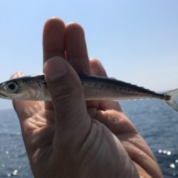 小鯖入れ食い大漁